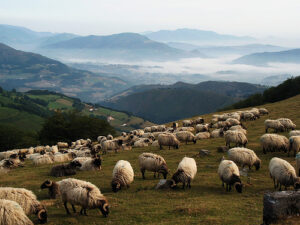 ovelhas