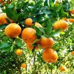 Chamados para frutificar